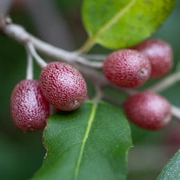 Elaeagnus de frutos goumi vermelhos
